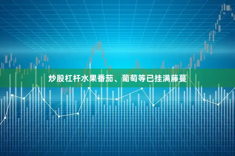 炒股杠杆水果番茄、葡萄等已挂满藤蔓